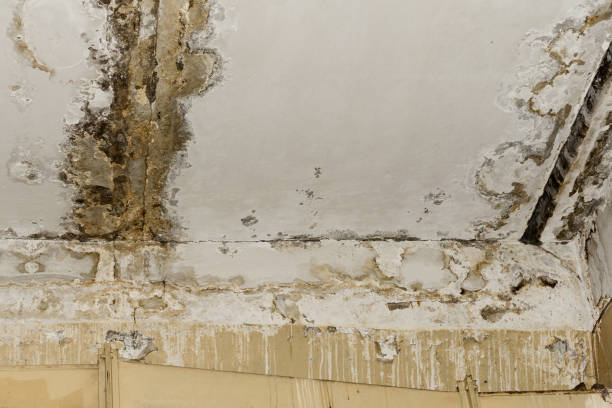 Best Commercial Mold Inspection  in Eglin Af, FL