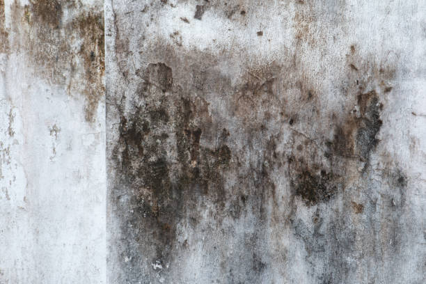 Best Residential Mold Inspection & Testing  in Eglin Af, FL