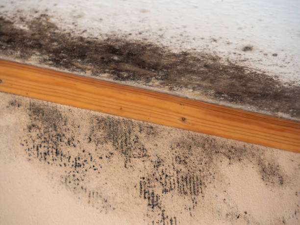 Best HVAC Mold Inspection and Cleaning  in Eglin Af, FL