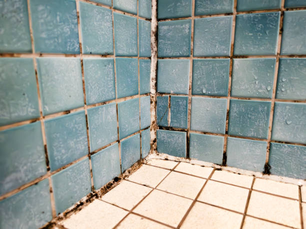 Professional Mold Removal in Eglin Af, FL