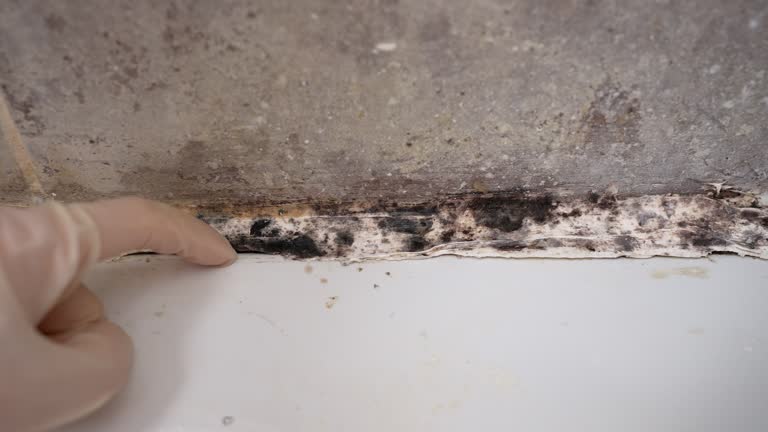 Best Water Damage & Mold Remediation  in Eglin Af, FL