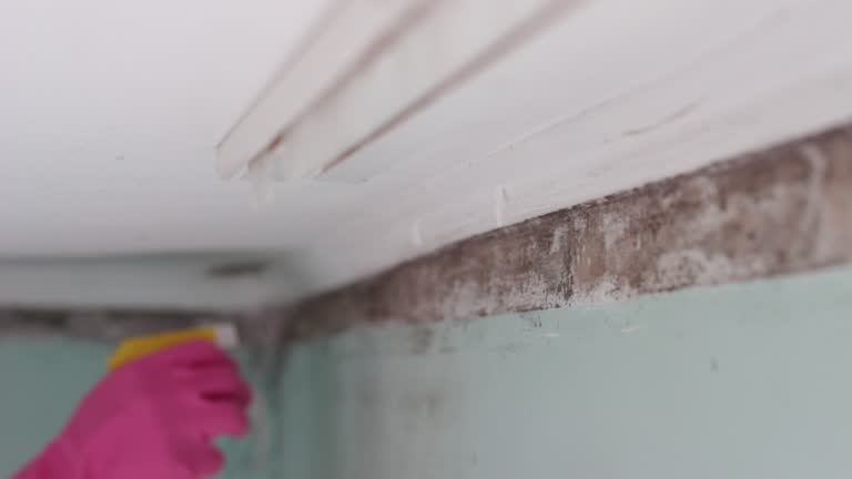 Best Mold Remediation for Healthcare Facilities  in Eglin Af, FL